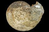 Cretaceous Ammonite (Buchiceras) Fossil - Peru #113152-1